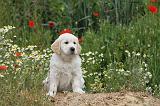 GOLDEN RETRIEVER 280